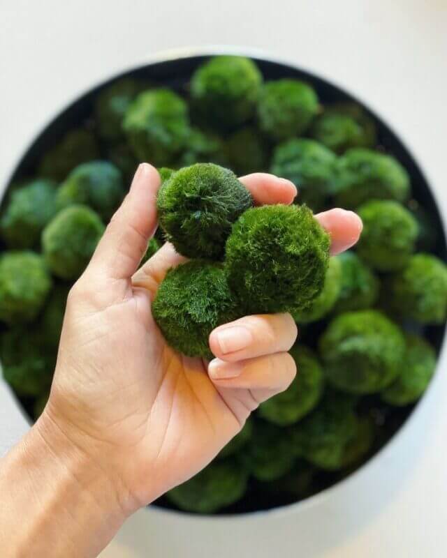 Marimo: Dettaglio dell'alga palla